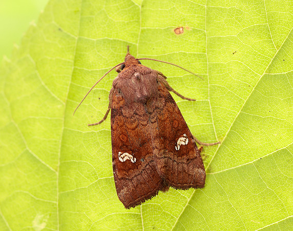 73.1281 BF2360x Ear Moth agg Amphipoea oculea agg.