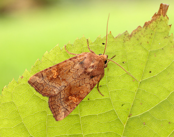 73.1281 BF2360x Ear Moth agg Amphipoea oculea agg.