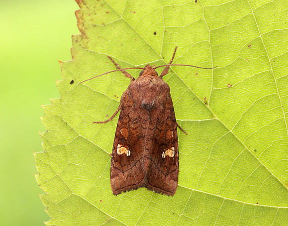 73.1281 BF2360x Ear Moth agg Amphipoea oculea agg.