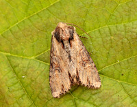 73.156 BF2326 Clouded-bordered Brindle Apamea crenata