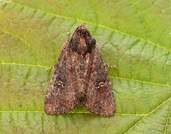 73.1691 BF2343x Common Rustic agg.Mesapamea secalis agg.