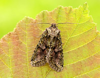 73.225 BF2248 Brindled Green Dryobotodes eremita