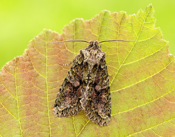 73.225 BF2248 Brindled Green Dryobotodes eremita
