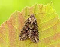 73.225 BF2248 Brindled Green Dryobotodes eremita