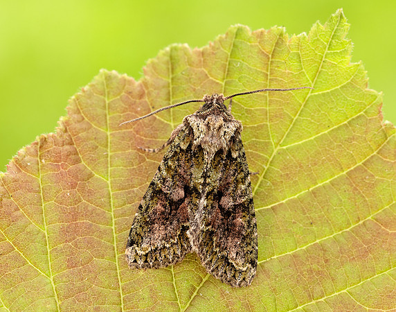 73.225 BF2248 Brindled Green Dryobotodes eremita