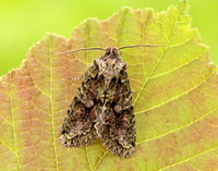 73.225 BF2248 Brindled Green Dryobotodes eremita