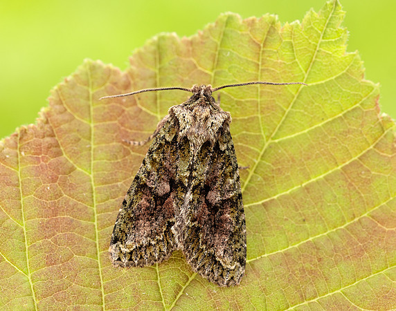 73.225 BF2248 Brindled Green Dryobotodes eremita