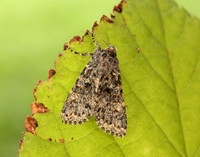 73.237 BF2252 Large Ranunculus Polymixis flavicincta