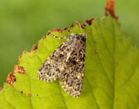 73.237 BF2252 Large Ranunculus Polymixis flavicincta