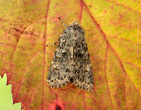 73.237 BF2252 Large Ranunculus Polymixis flavicincta