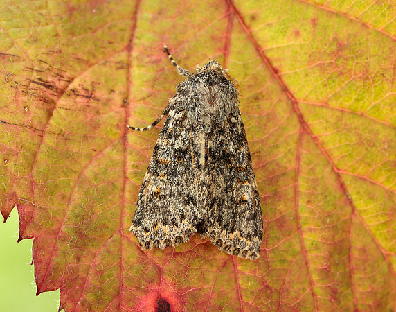 73.237 BF2252 Large Ranunculus Polymixis flavicincta