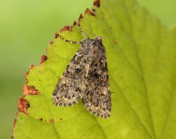 73.237 BF2252 Large Ranunculus Polymixis flavicincta