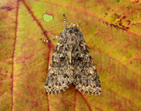 73.237 BF2252 Large Ranunculus Polymixis flavicincta