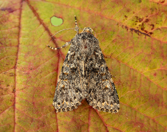 73.237 BF2252 Large Ranunculus Polymixis flavicincta