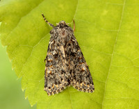 73.237 BF2252 Large Ranunculus Polymixis flavicincta