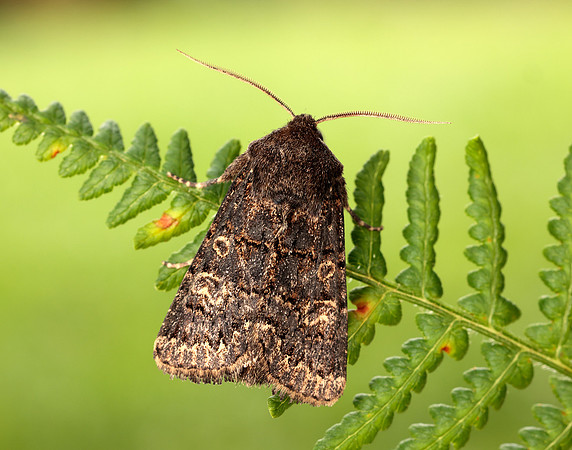 73.252 BF2177 Hedge Rustic Tholera cespitis