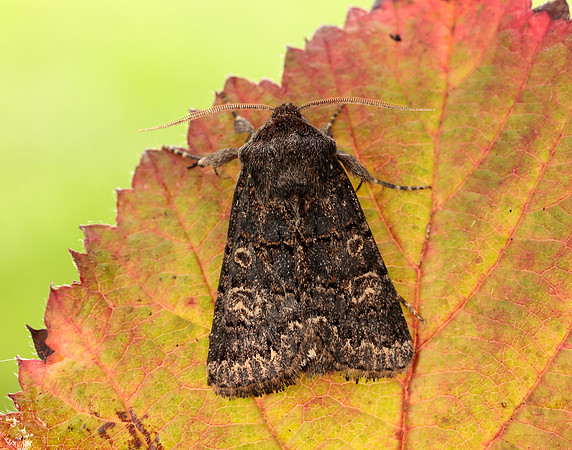 73.252 BF2177 Hedge Rustic Tholera cespitis