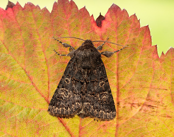73.252 BF2177 Hedge Rustic Tholera cespitis