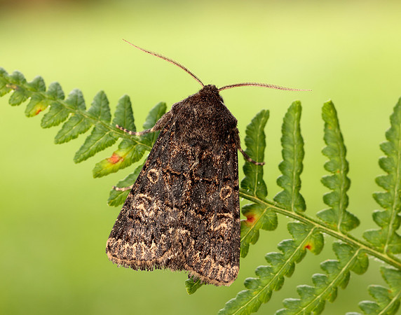 73.252 BF2177 Hedge Rustic Tholera cespitis