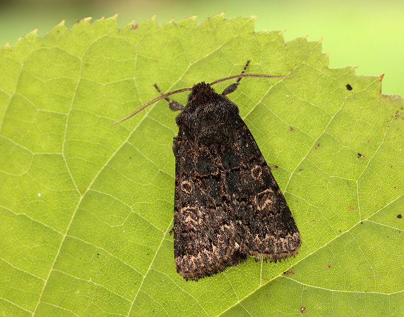 73.252 BF2177 Hedge Rustic Tholera cespitis