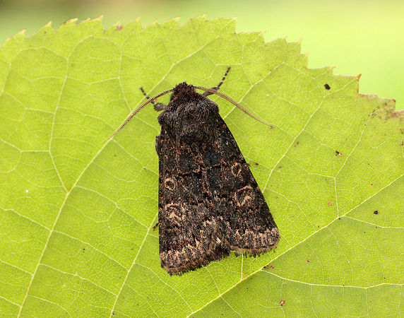 73.252 BF2177 Hedge Rustic Tholera cespitis
