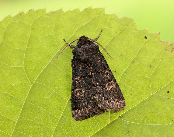 73.252 BF2177 Hedge Rustic Tholera cespitis