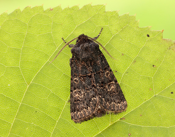 73.252 BF2177 Hedge Rustic Tholera cespitis