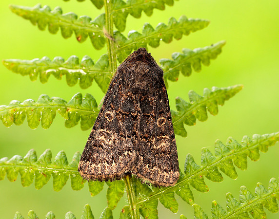 73.252 BF2177 Hedge Rustic Tholera cespitis