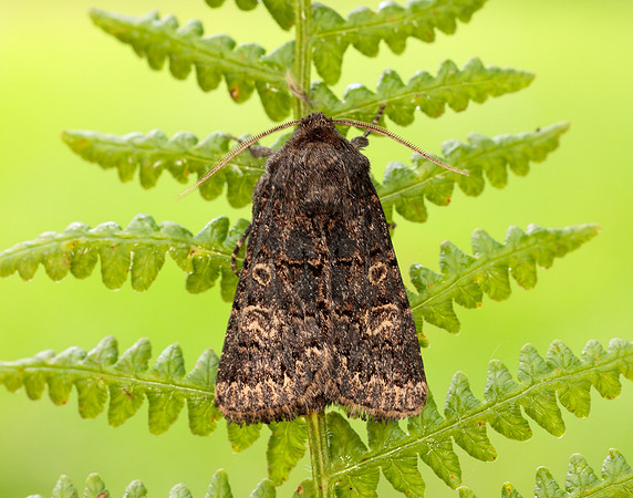 73.252 BF2177 Hedge Rustic Tholera cespitis