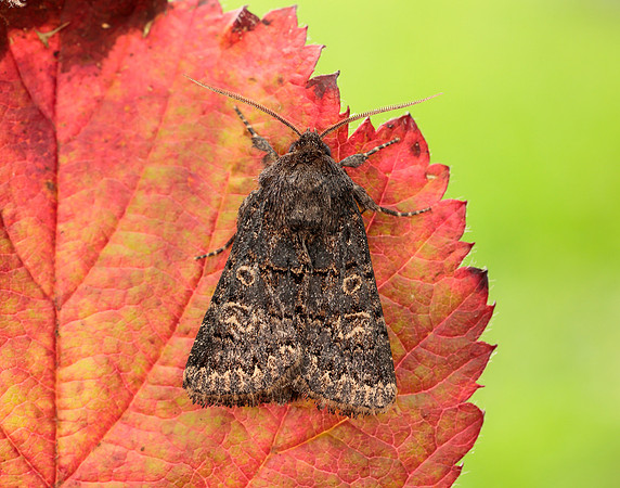 73.252 BF2177 Hedge Rustic Tholera cespitis