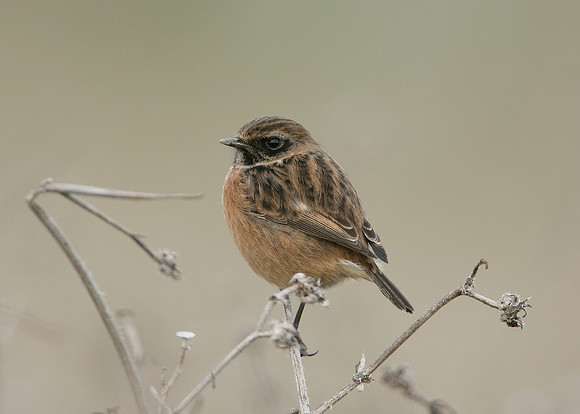 Stonechat Saxicola torquatus