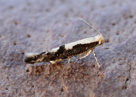 20.019 BF418 Apple Fruit Moth Argyresthia conjugella