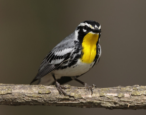 Yellow-throated Warbler  Setophaga dominica