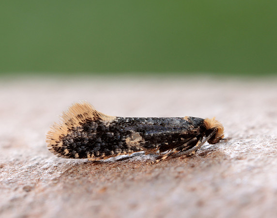 12.037 BF228 Monopis weaverella