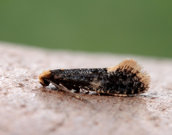 12.037 BF228 Monopis weaverella