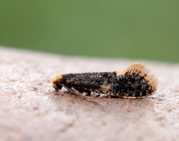 12.037 BF228 Monopis weaverella