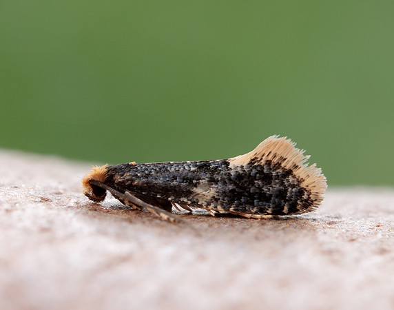 12.037 BF228 Monopis weaverella