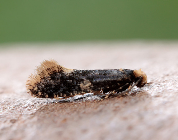 12.037 BF228 Monopis weaverella