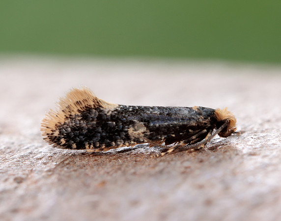 12.037 BF228 Monopis weaverella