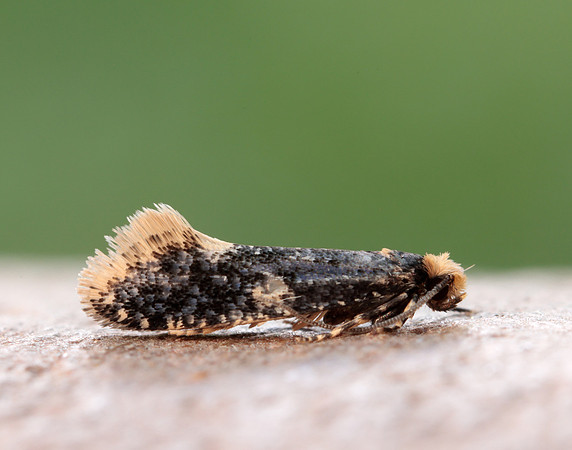 12.037 BF228 Monopis weaverella