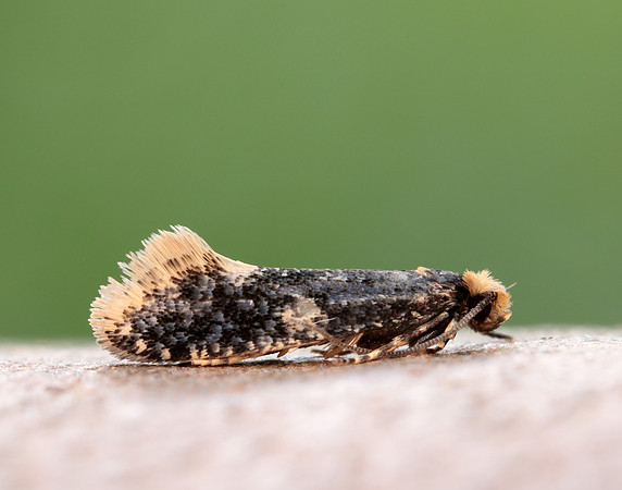 12.037 BF228 Monopis weaverella