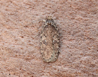 32.018 BF688 Agonopterix heracliana