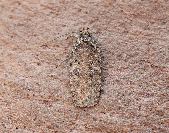 32.018 BF688 Agonopterix heracliana
