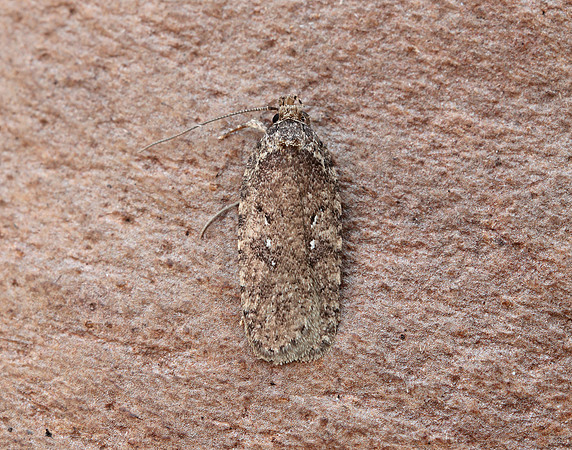 32.018 BF688 Agonopterix heracliana