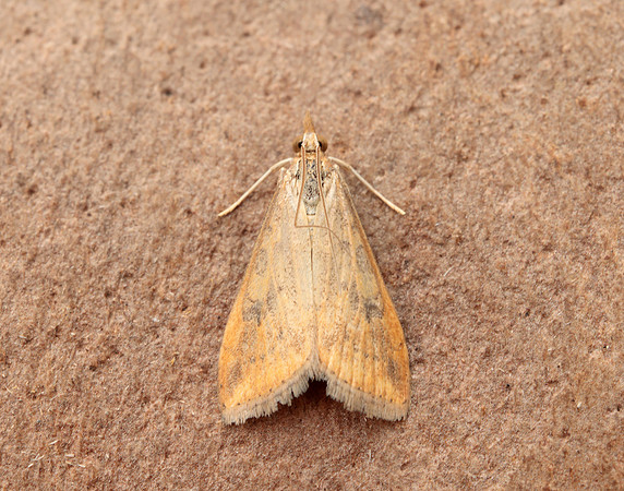 63.031 BF1395 Rusty Dot Pearl Udea ferrugalis