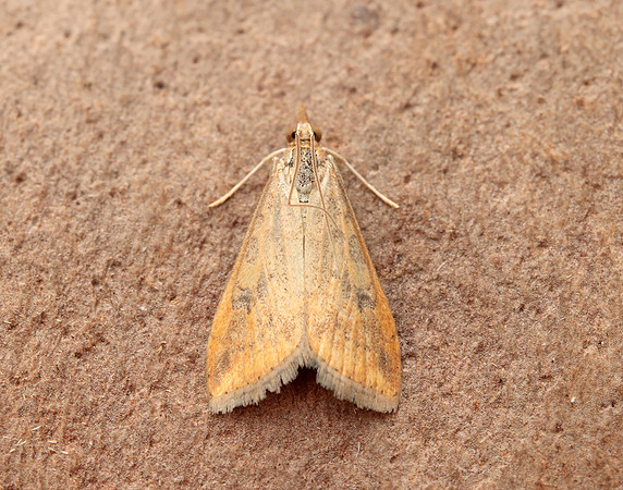 63.031 BF1395 Rusty Dot Pearl Udea ferrugalis