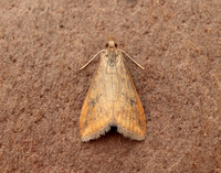 63.031 BF1395 Rusty Dot Pearl Udea ferrugalis