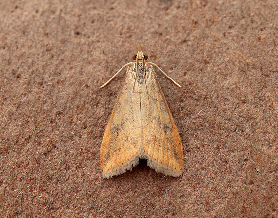 63.031 BF1395 Rusty Dot Pearl Udea ferrugalis