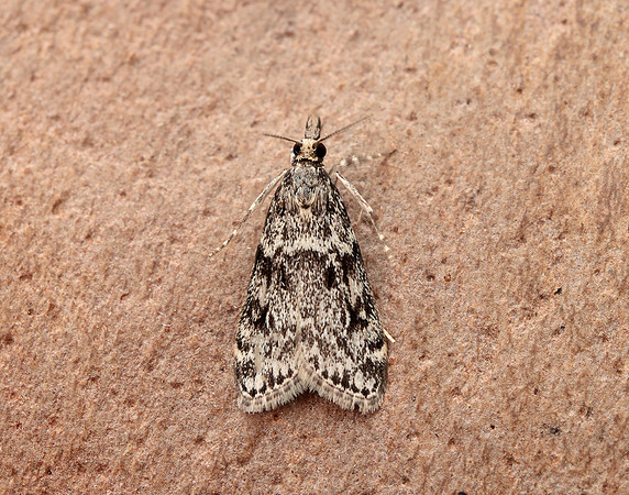 63.073 BF1340 Eudonia truncicolella
