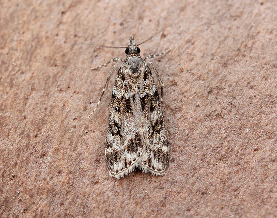 63.074 BF1344 Eudonia mercurella